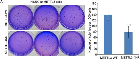 Utilization of the Soft Agar Colony Formation Assay to